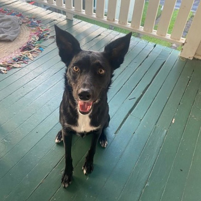 Photo of Sadie