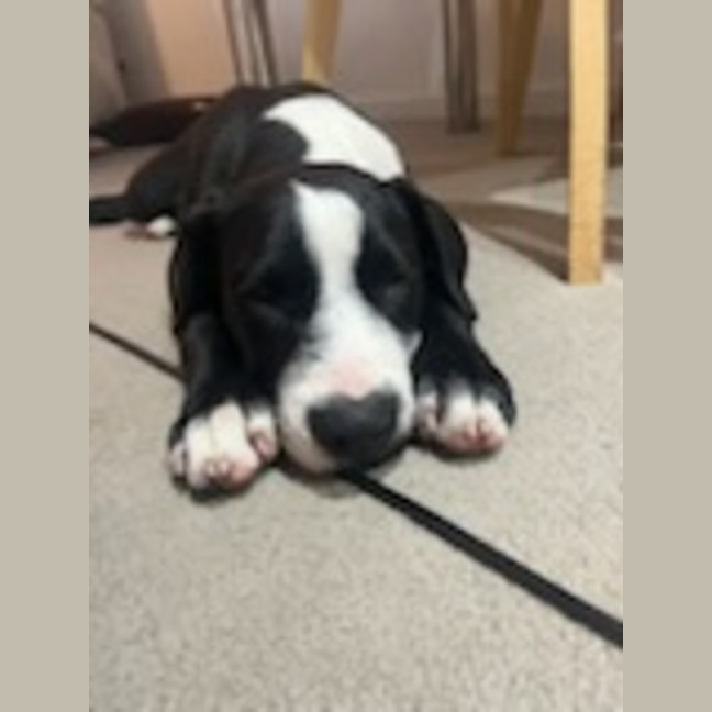Photo of Rocky 