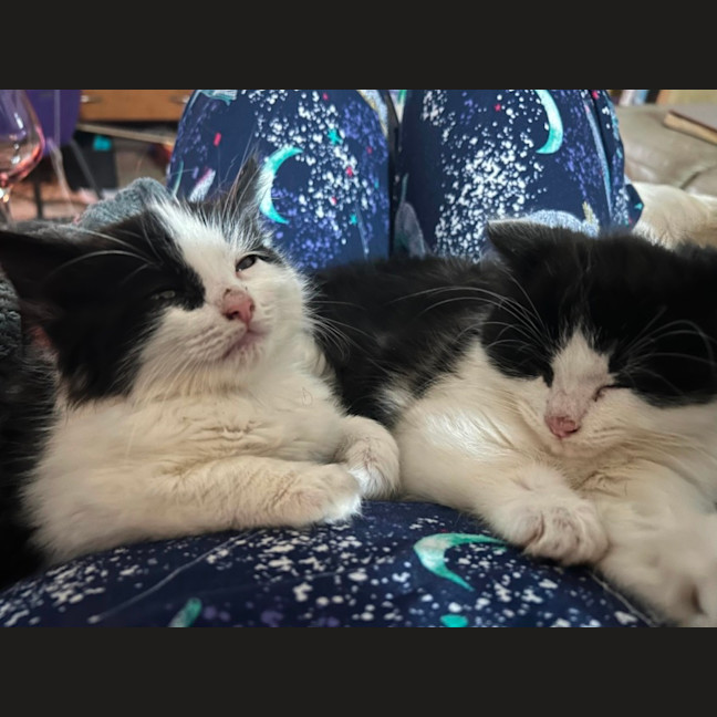 Photo of Berlioz   11 Week Old Domestic Long Hair