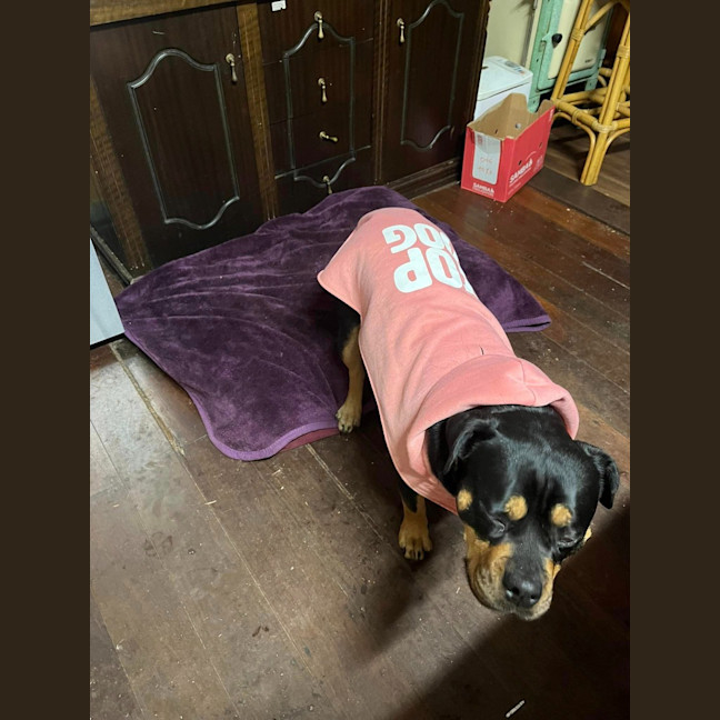 Photo of Marshmallow