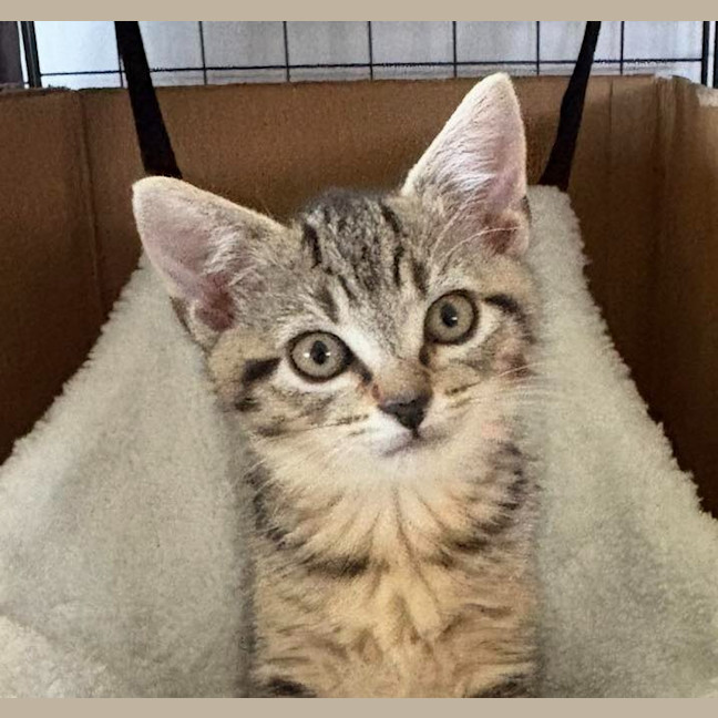 Photo of Tabitha