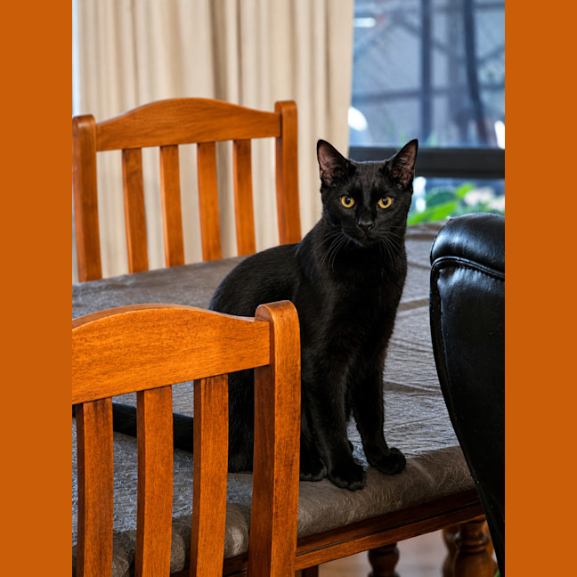 Photo of Nemo