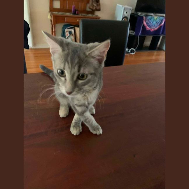 Photo of Ash 
