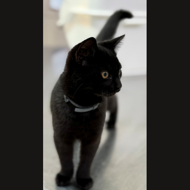 Photo of Ebony (8999)