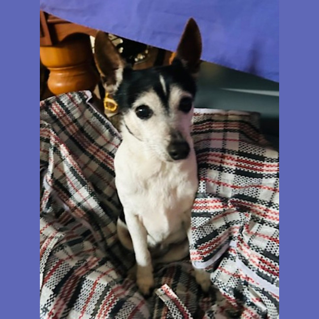 Photo of China   14 Year Old Tenterfield Terrier