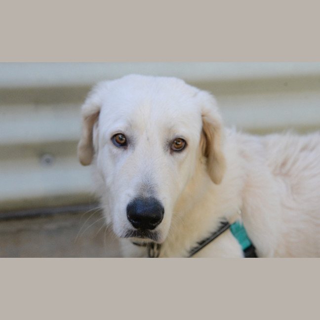 Photo of Apollo / Digby 