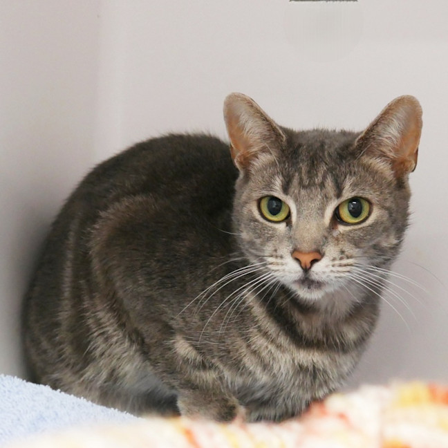 Photo of Mittens Sua013691