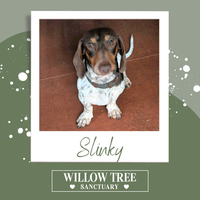 Photo of Slinky