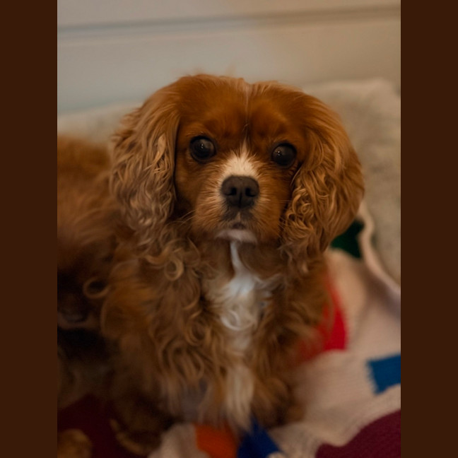 Photo of Polly
