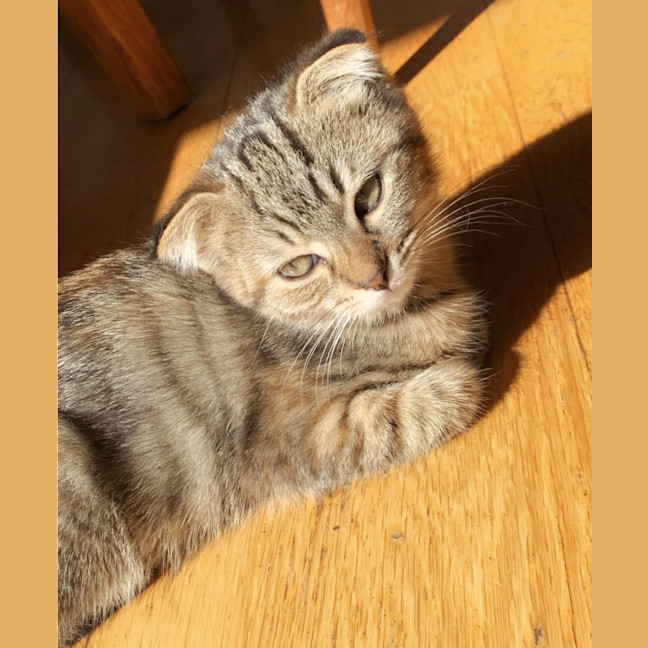 Photo of 🍹Julep & Gimlet🍹