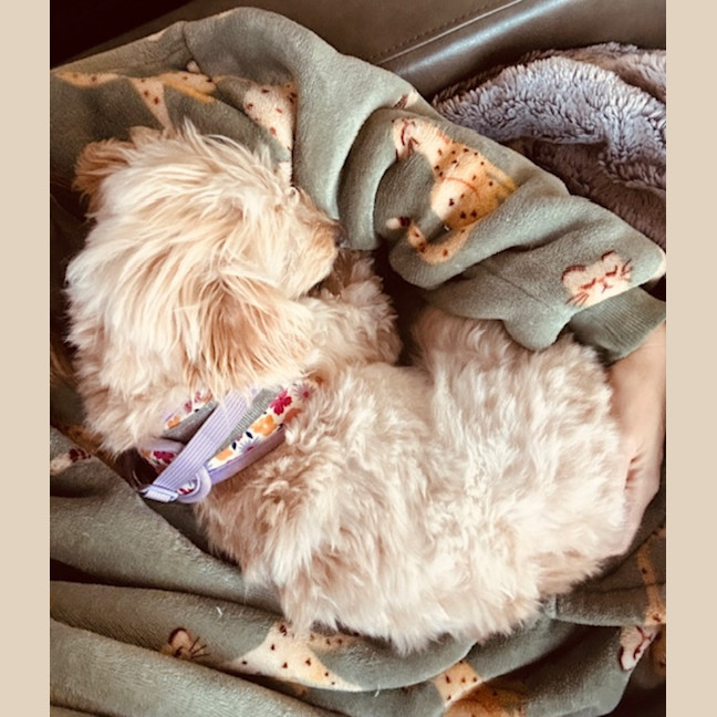 Photo of Teacup