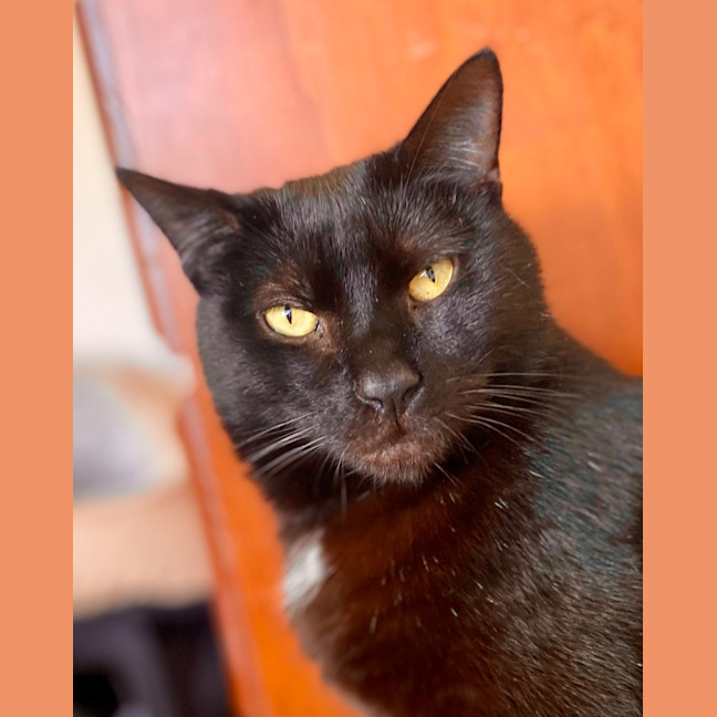 Photo of Batman Black