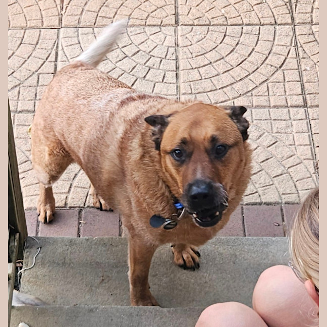 Photo of Rus   5 Year Old Cattle Dog