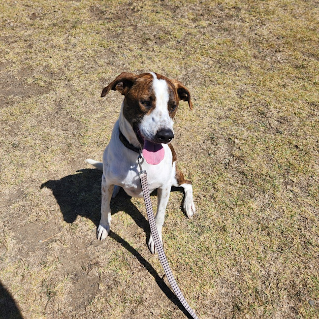 Photo of Buddy (61804)