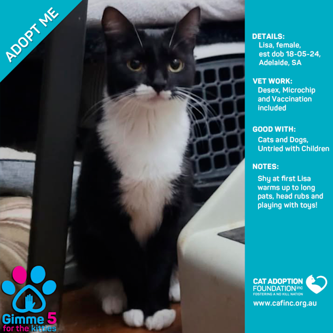 Photo of Lisa Only $80 Fully Vetted!