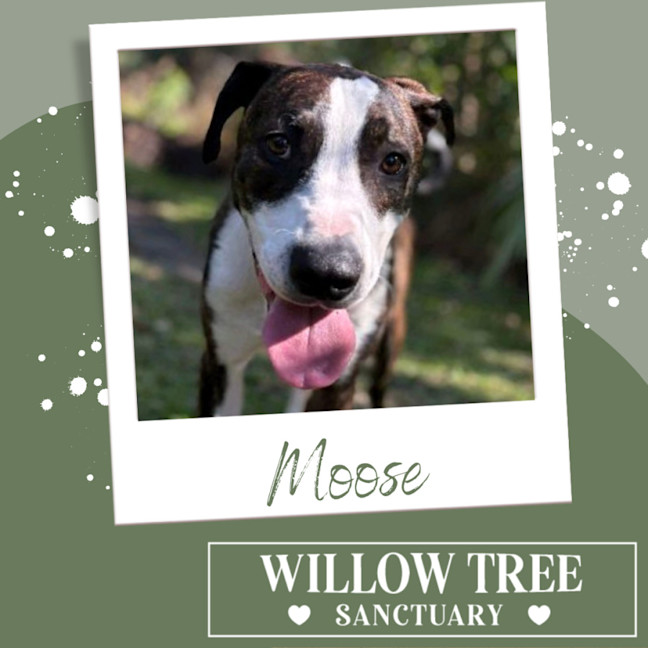 Photo of Moose