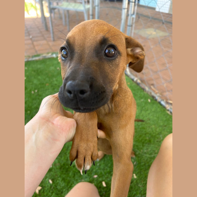 Photo of Ruby