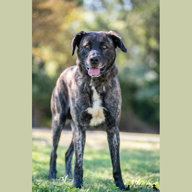 Photo of Cookie