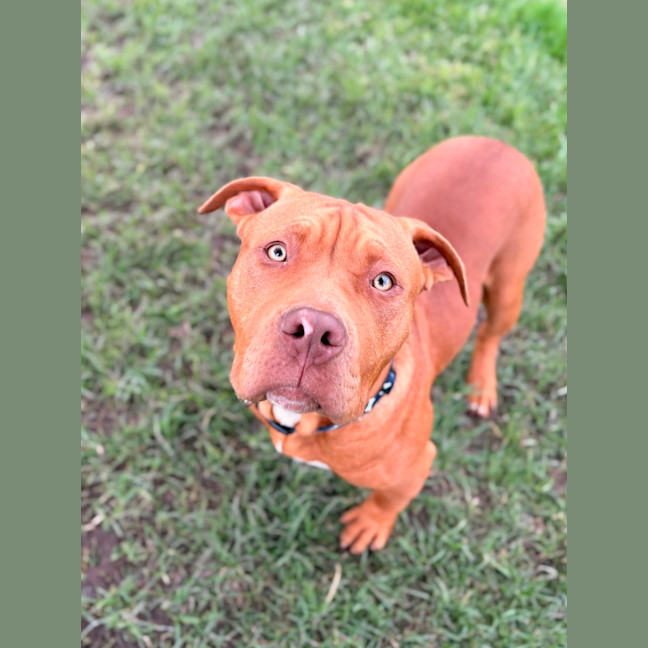 Photo of Schooner 