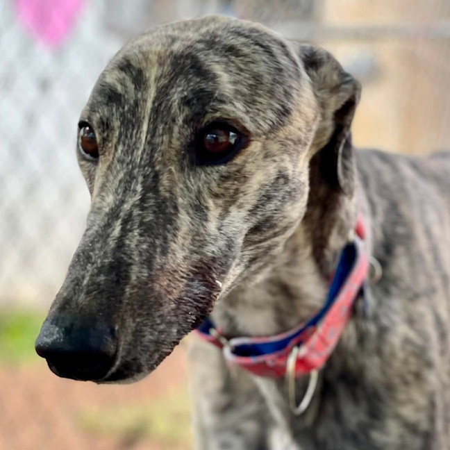 Photo of Merrill The Greyhound