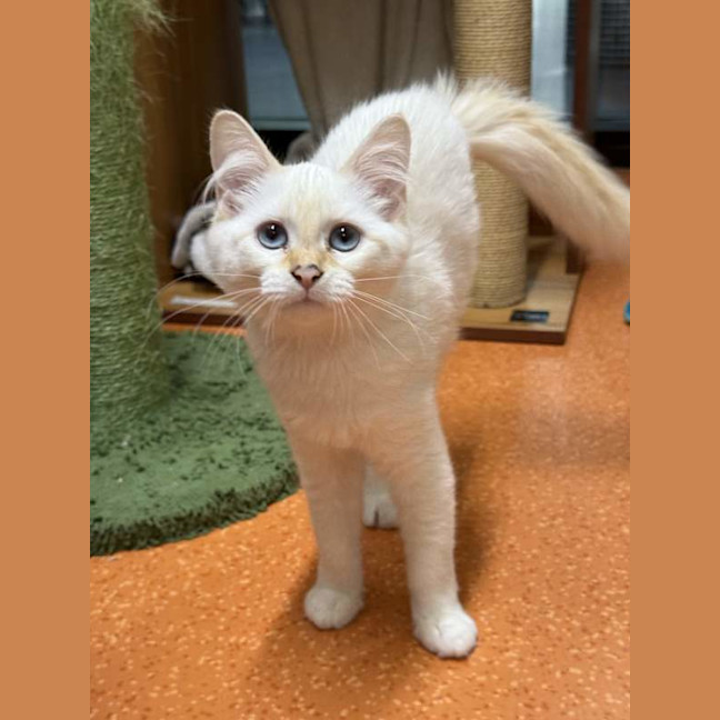 Photo of Boo