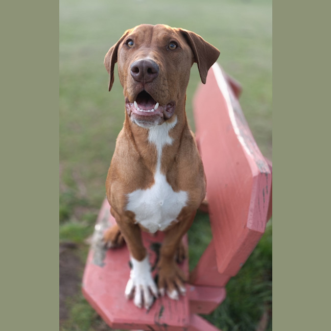 Photo of Stimpy