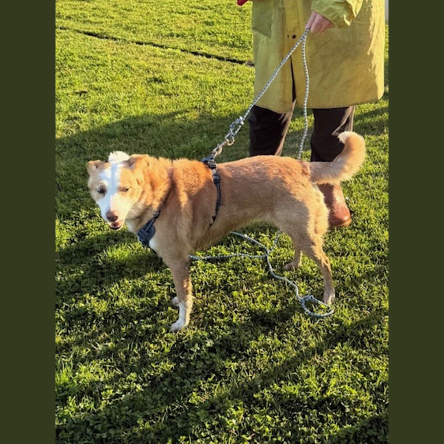 Photo of Chloe   5 Year Old Border Collie
