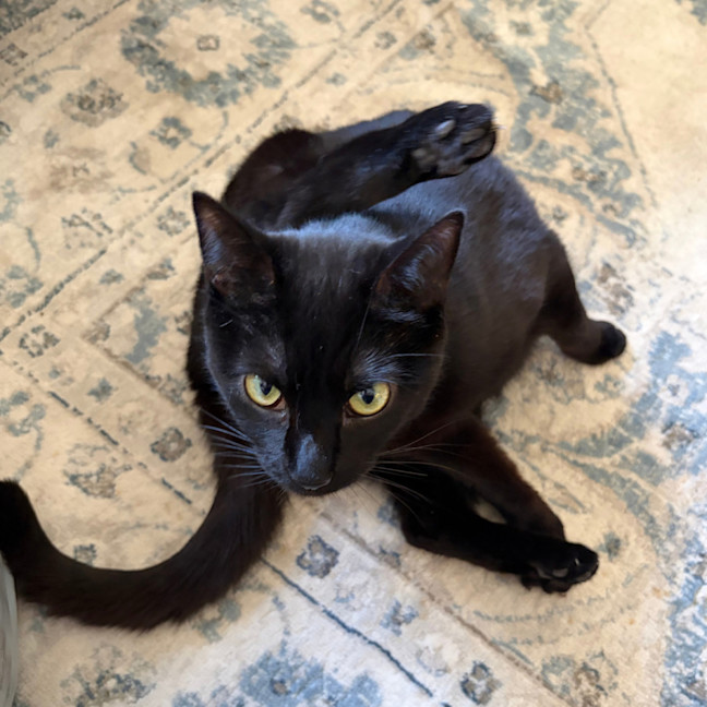 Photo of Midnight
