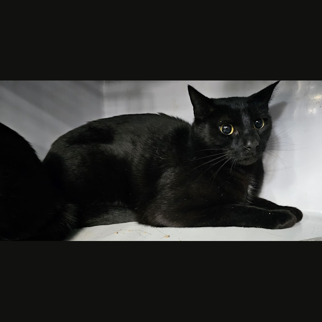 Photo of Chilli