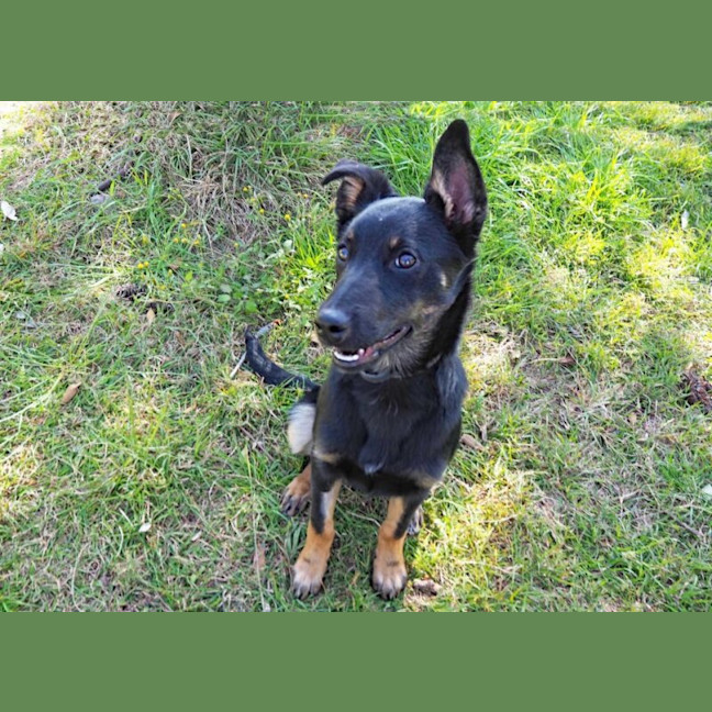Photo of Angus