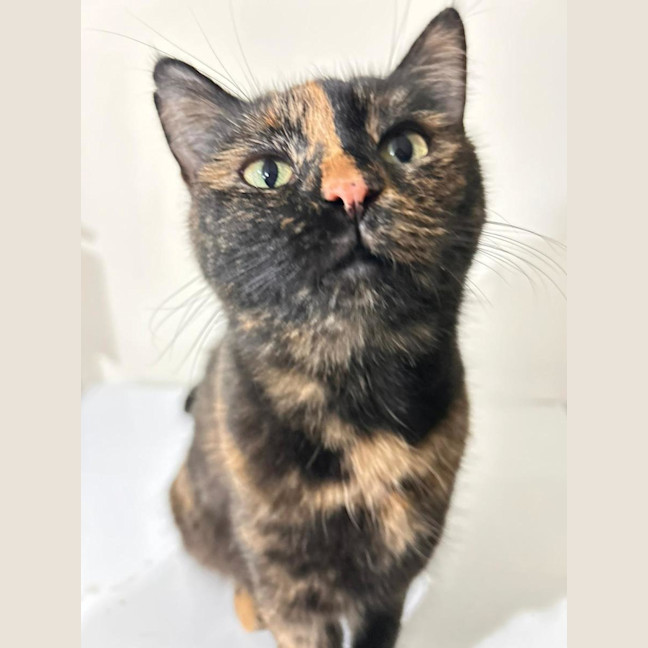 Photo of Tortie