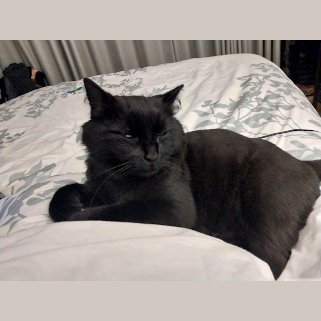 Photo of Leonard The Chatty Gentleman