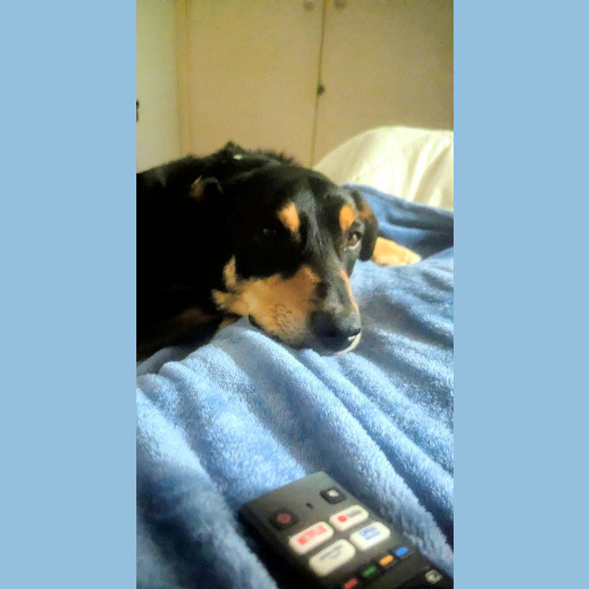 Photo of Trigger   7 Year Old Kelpie