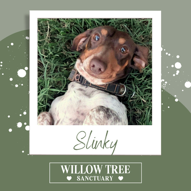 Photo of Slinky