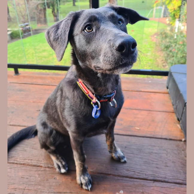 Photo of Tilly