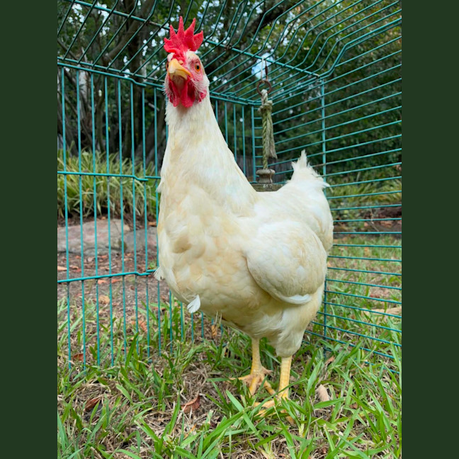 Photo of Lira