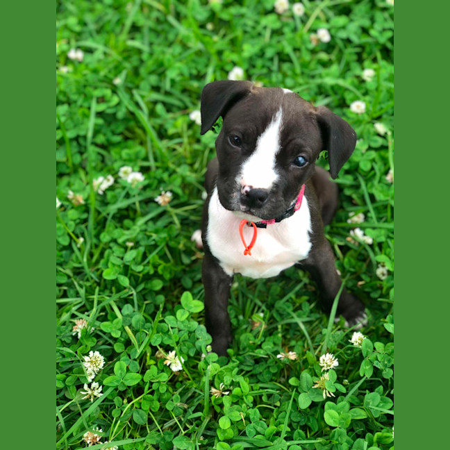 Photo of Staffy Pups