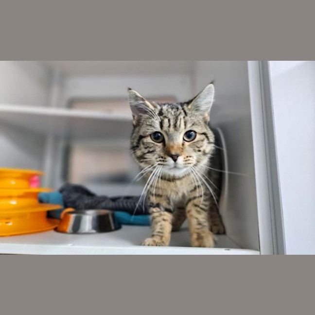 Photo of Jingles