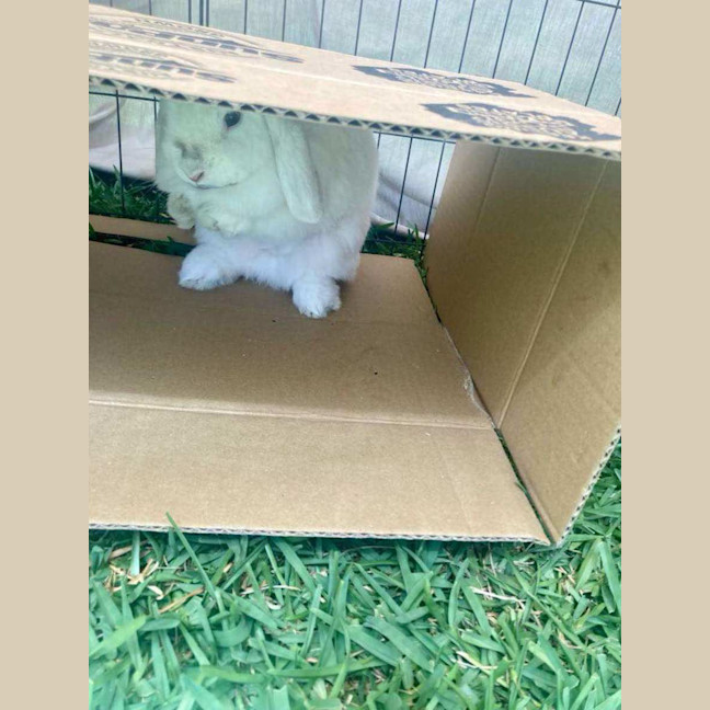 Photo of Christina Agu Hare A