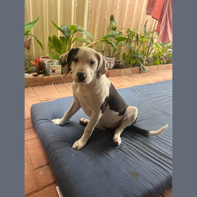 Photo of Penny
