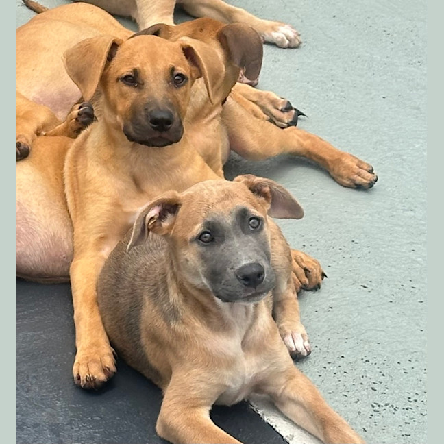 Photo of Aurora 🌺🐶