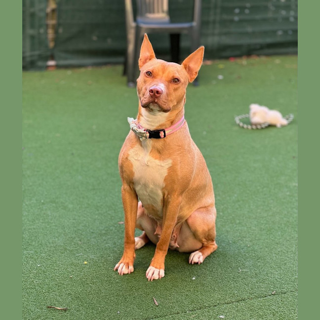 Photo of Peanut