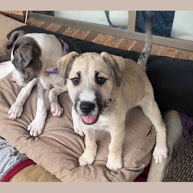 Photo of Jocelyndara