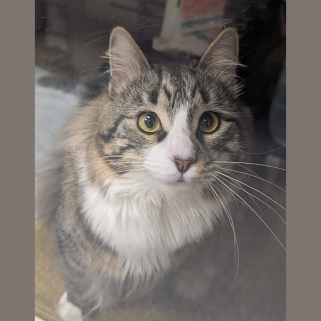 Photo of Garden Gnome Gus