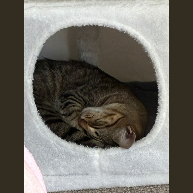Photo of Misty Tabby