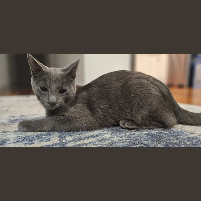 Photo of Harley