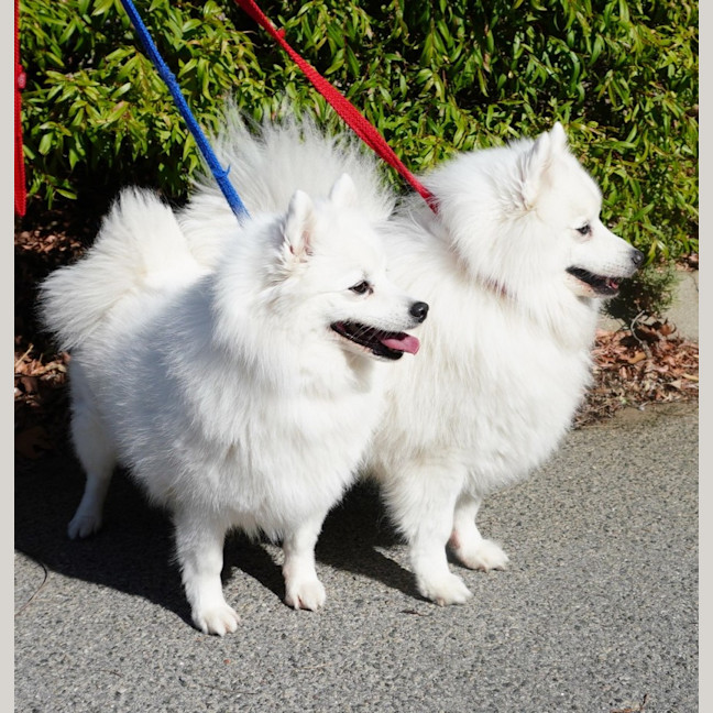 Photo of Lexie And Tudor