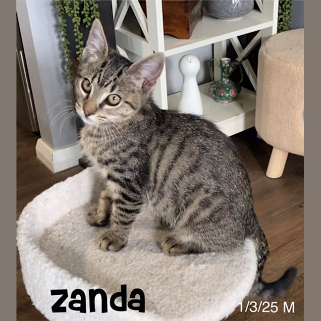 Photo of Zanda