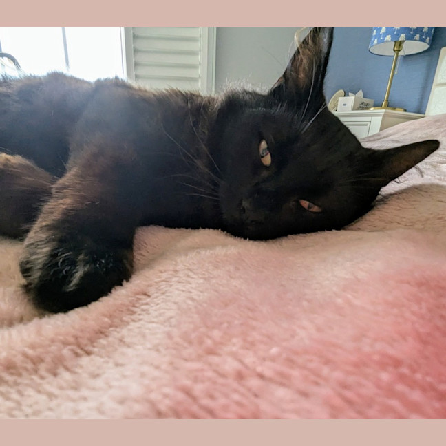 Photo of Ronnie ** Mr Snuggles**