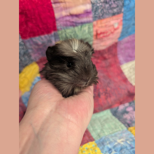 Photo of Comet